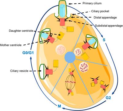 Primary cilia: The central role in the electromagnetic field induced bone healing